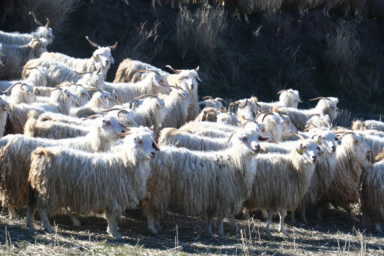 Osmanlının birinci yatırımı olan tiftik için yeni hedef!