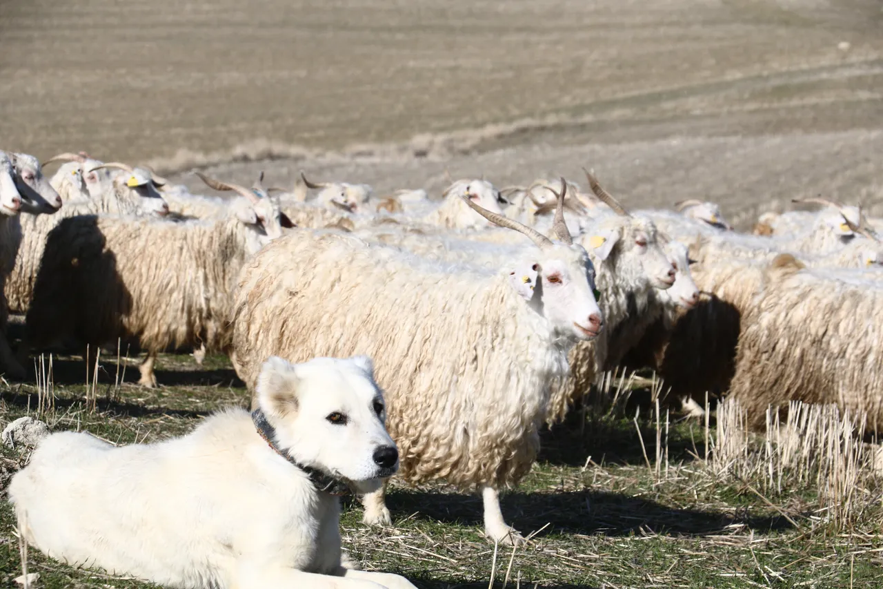 Osmanlının birinci yatırımı olan tiftik için yeni hedef!