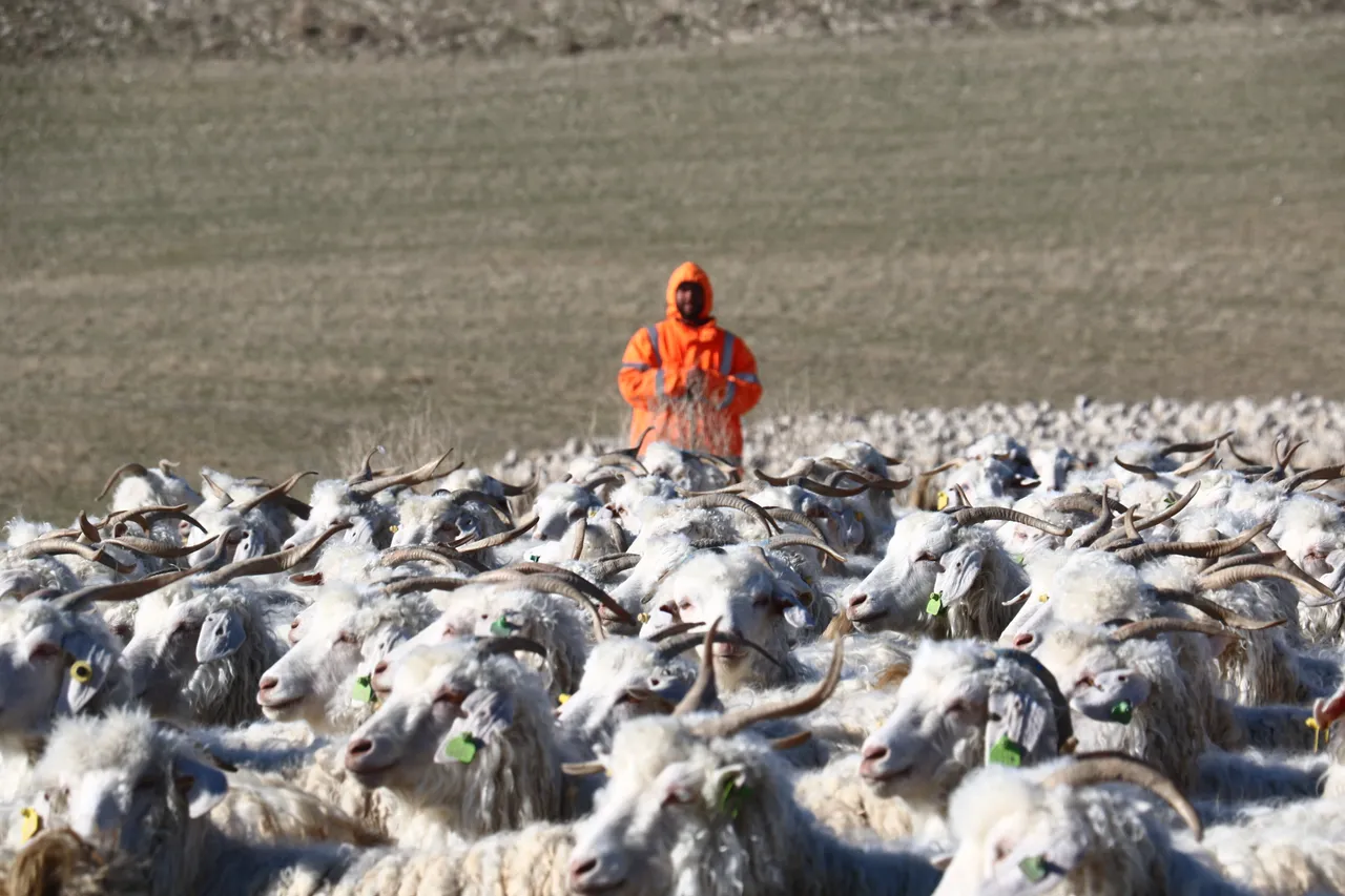Osmanlının birinci yatırımı olan tiftik için yeni hedef!