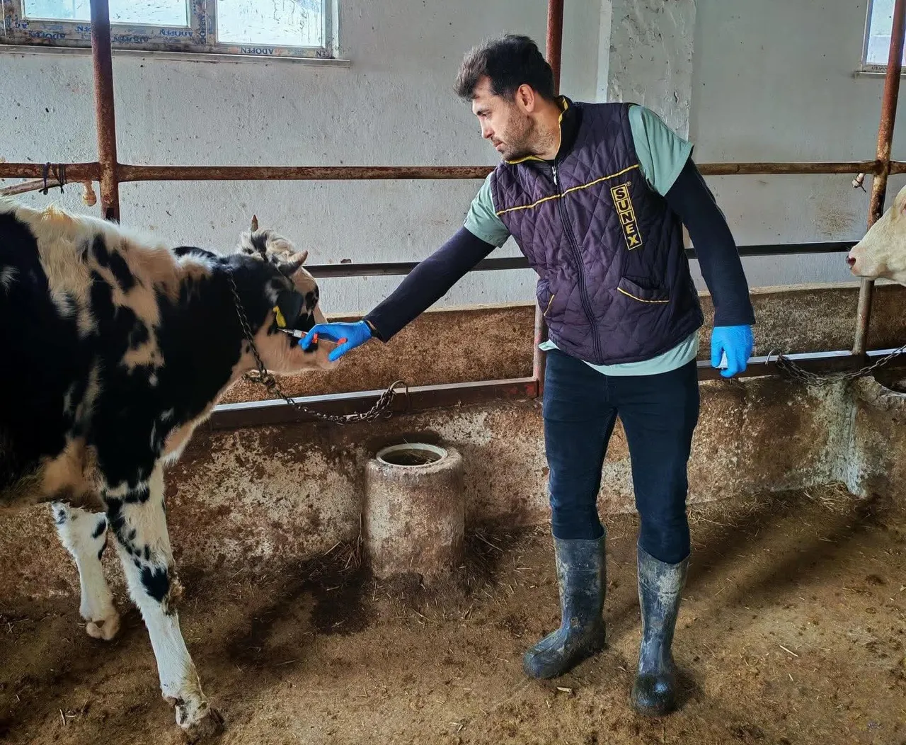 Şap kabusu İstanbul'un yanı başında! 37 mahalle karantinaya alındı