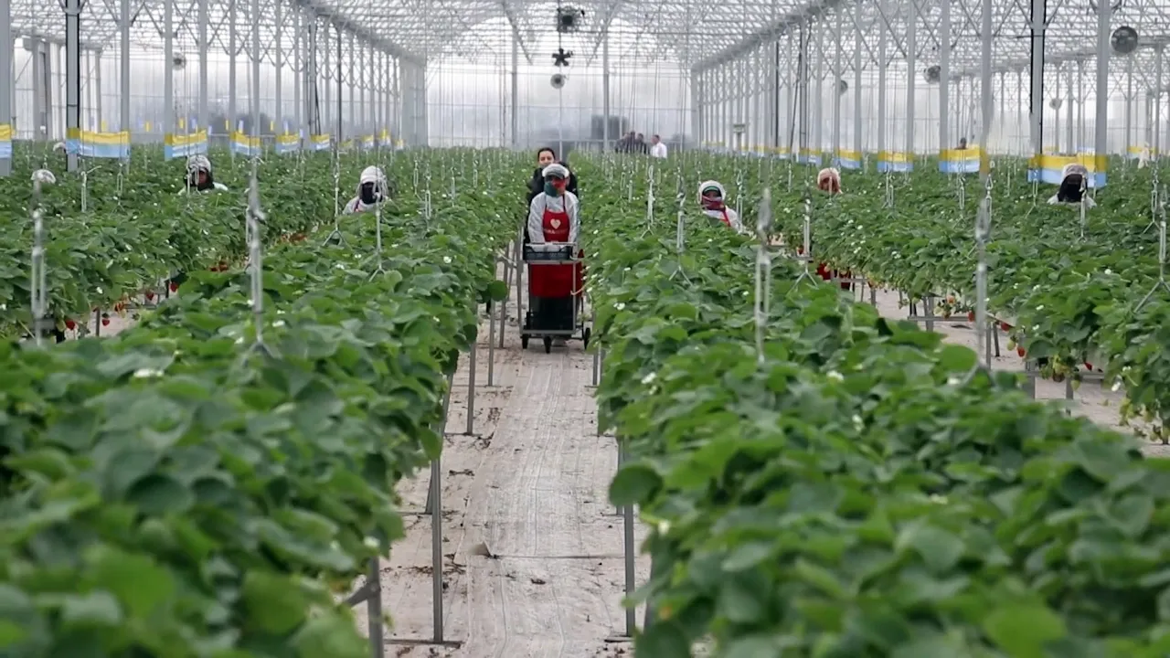 Yapay zeka destekli topraksız üretim! Adana'dan 7 ülkeye ihraç ediliyor