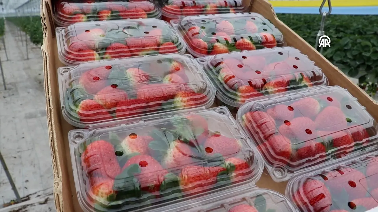 Yapay zeka destekli topraksız üretim! Adana'dan 7 ülkeye ihraç ediliyor