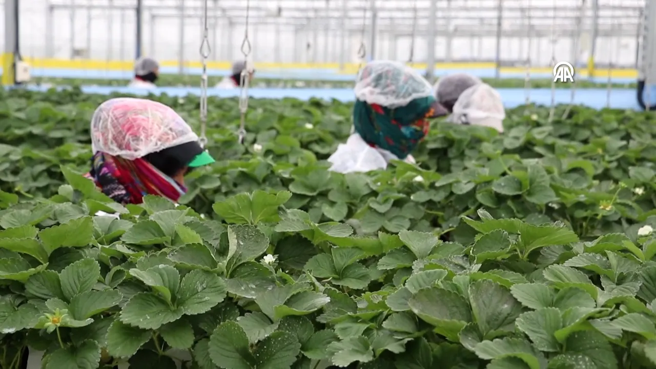 Yapay zeka destekli topraksız üretim! Adana'dan 7 ülkeye ihraç ediliyor