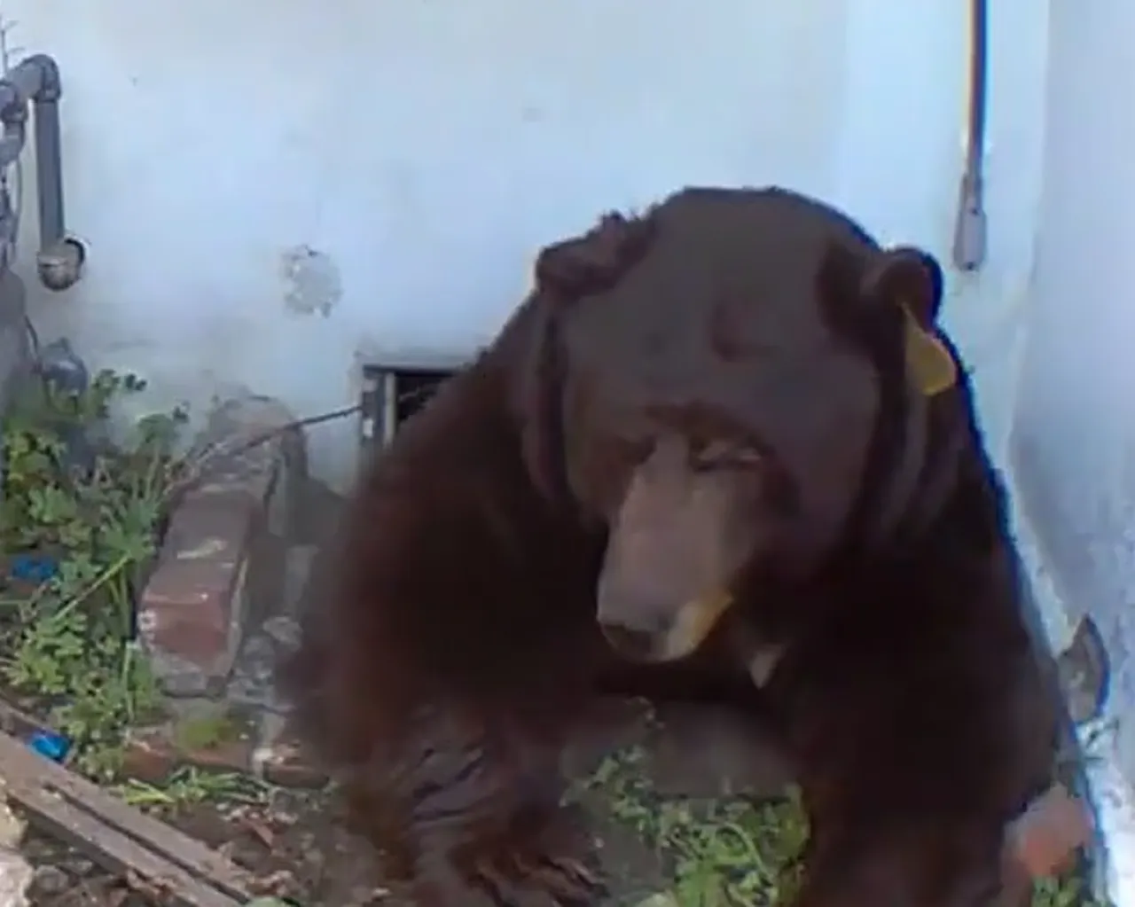 Bodrumdan çıktı, ev sahibi neye uğradığını şaşırdı! Aylardır orada yaşıyor, tam 200 kilo