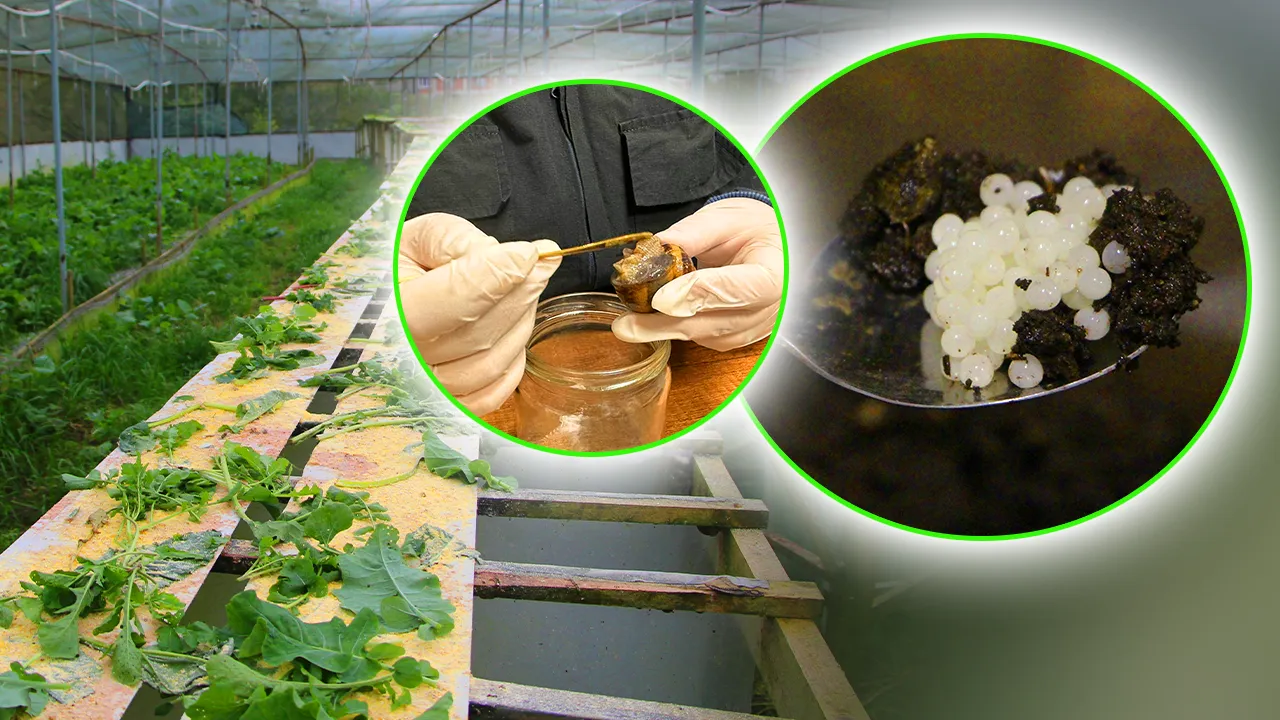 DEĞERİ 150 BİN LİRA!