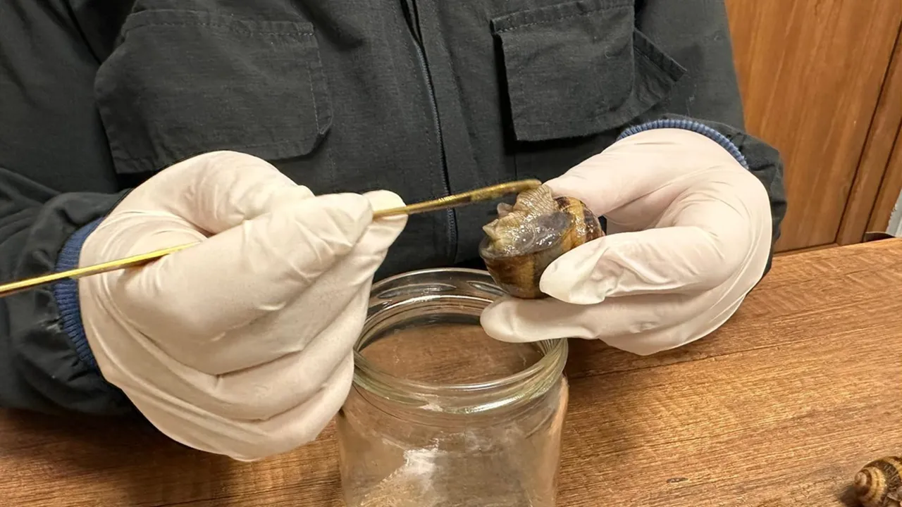 Kara salyangozun ekonomik değerini keşfedip çiftlik kurdu 