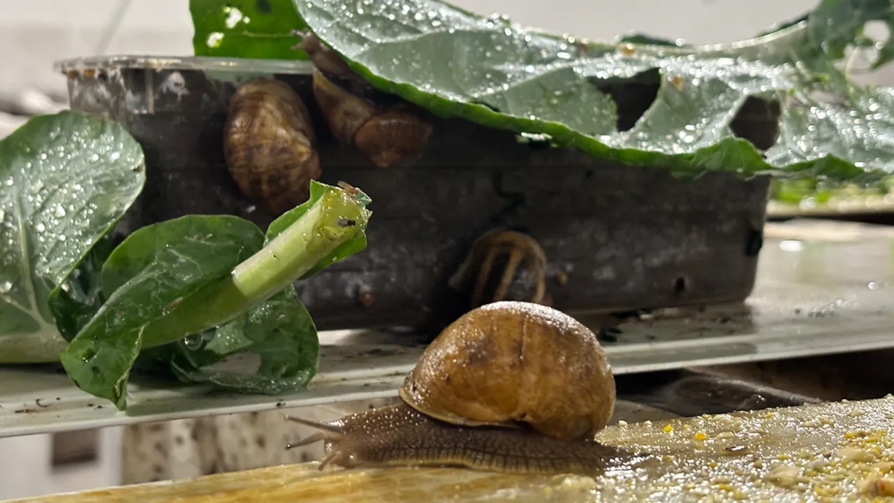 Hem kozmetik hem de gıda sektöründe sıkça kullanılıyor