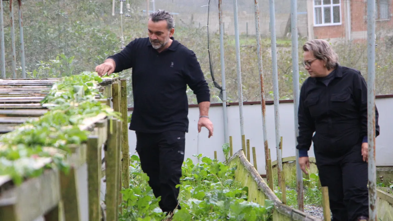 Aynı zamanda sebze üretiminde doğal yem olarak kullanılıyor