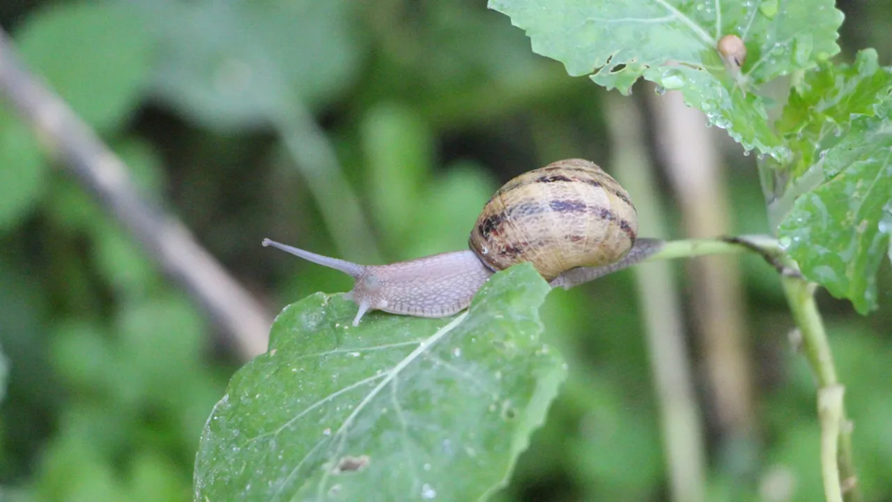 Marka ismini Trabzon'daki yöresel söylemlerden aldı