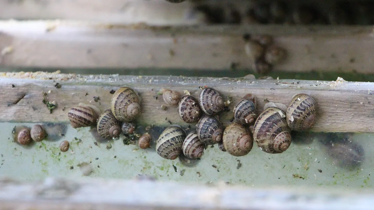 Kabuğu, gübresi her şeyi değerlendiriliyor