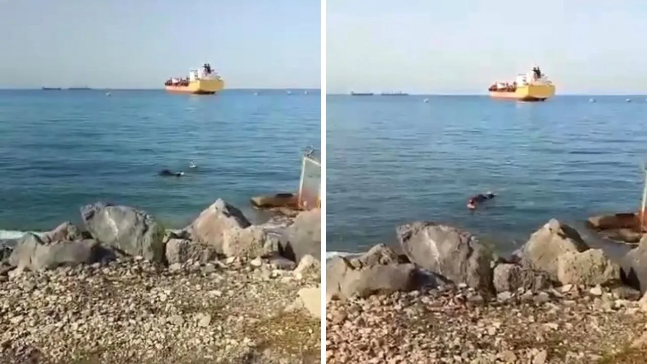 Gemiden düşen angus yüzerek karaya çıktı