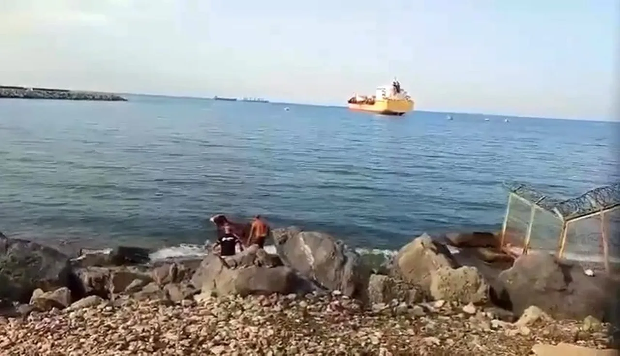 Gemiden düşen angus yüzerek karaya çıktı