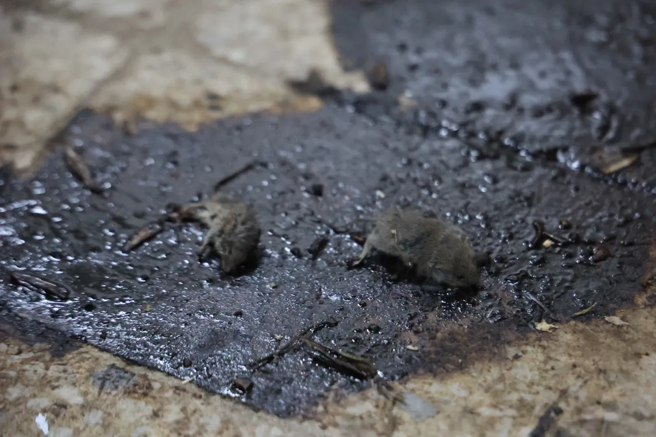 Yerdeki ölü fareler "pes" dedirtti