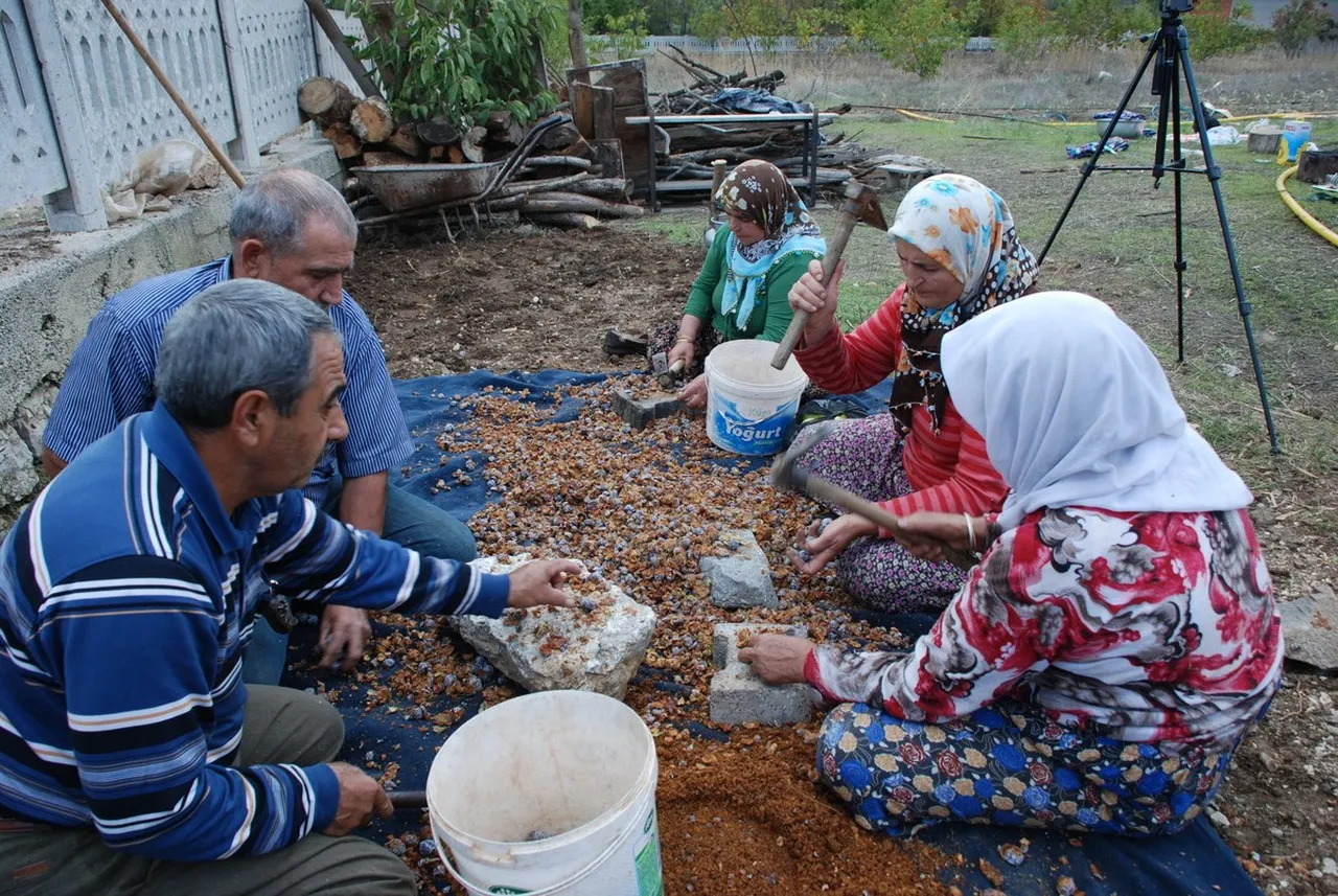1.500 metre yükseklikten toplayıp 7-8 saat kaynatıyorlar! Kilosu 500 liraya yok satıyor