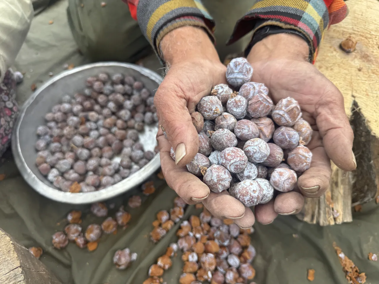 1.500 metre yükseklikten toplayıp 7-8 saat kaynatıyorlar! Kilosu 500 liraya yok satıyor