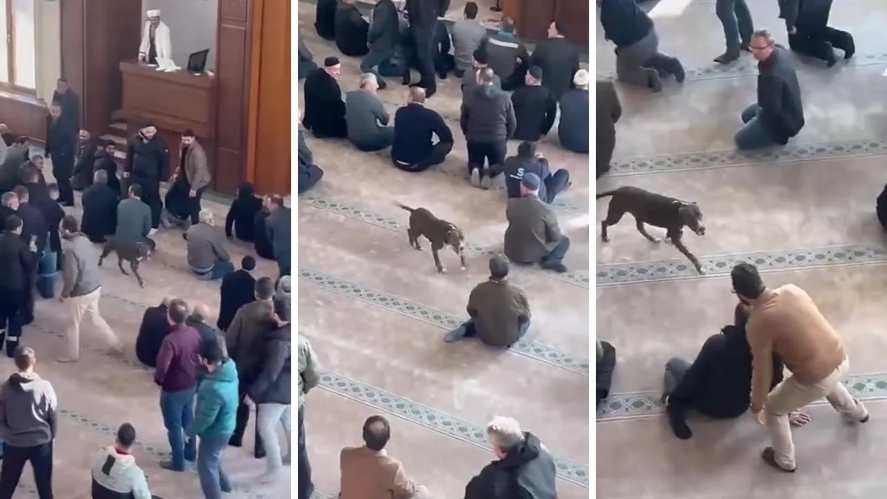 Camiye pitbull girdi! Cemaat zor anlar yaşadı