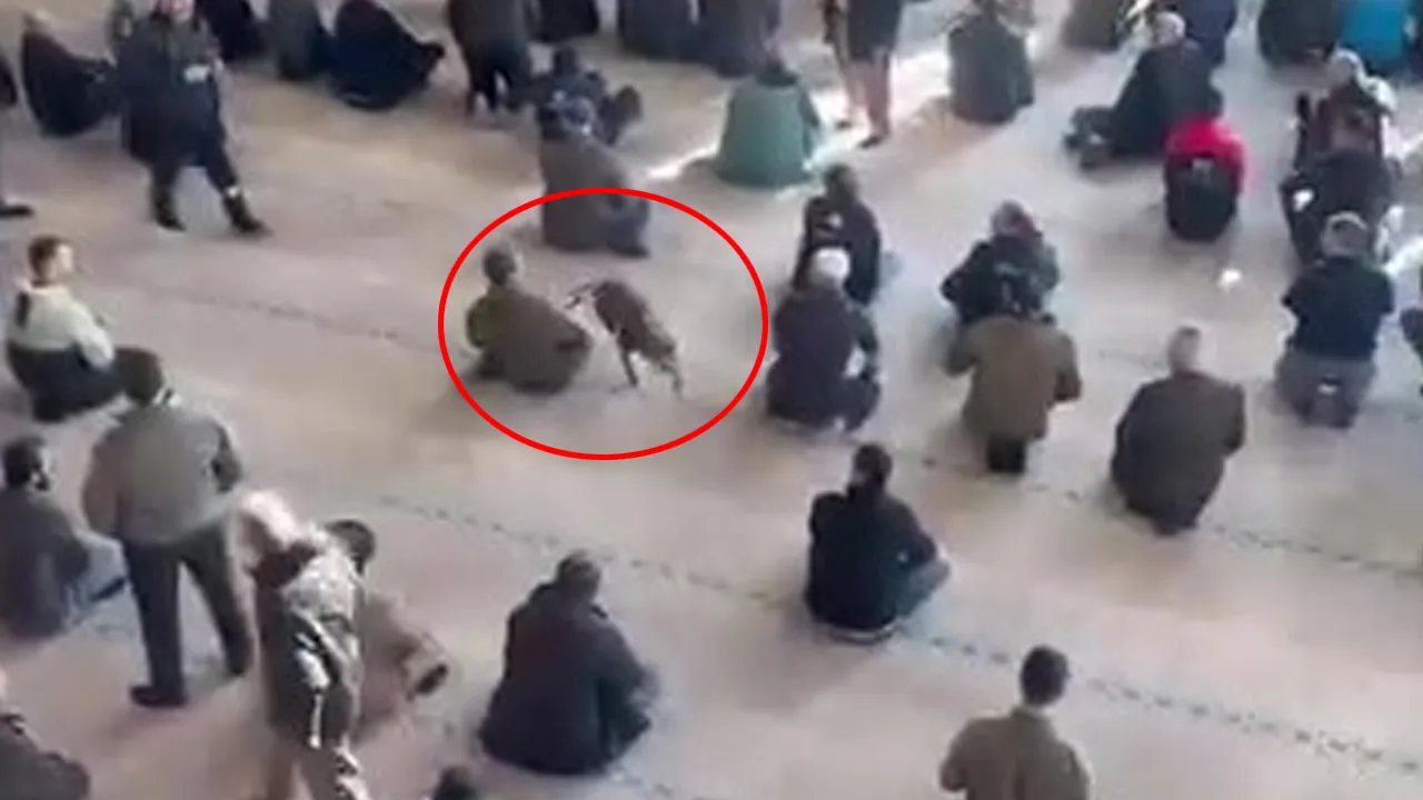 Camiye pitbull girdi! Cemaat zor anlar yaşadı