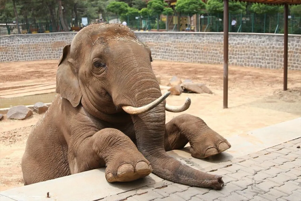 Fatma Şahin'den CHP'li Başarır'a yalanlama! 'Gabi' ölmedi
