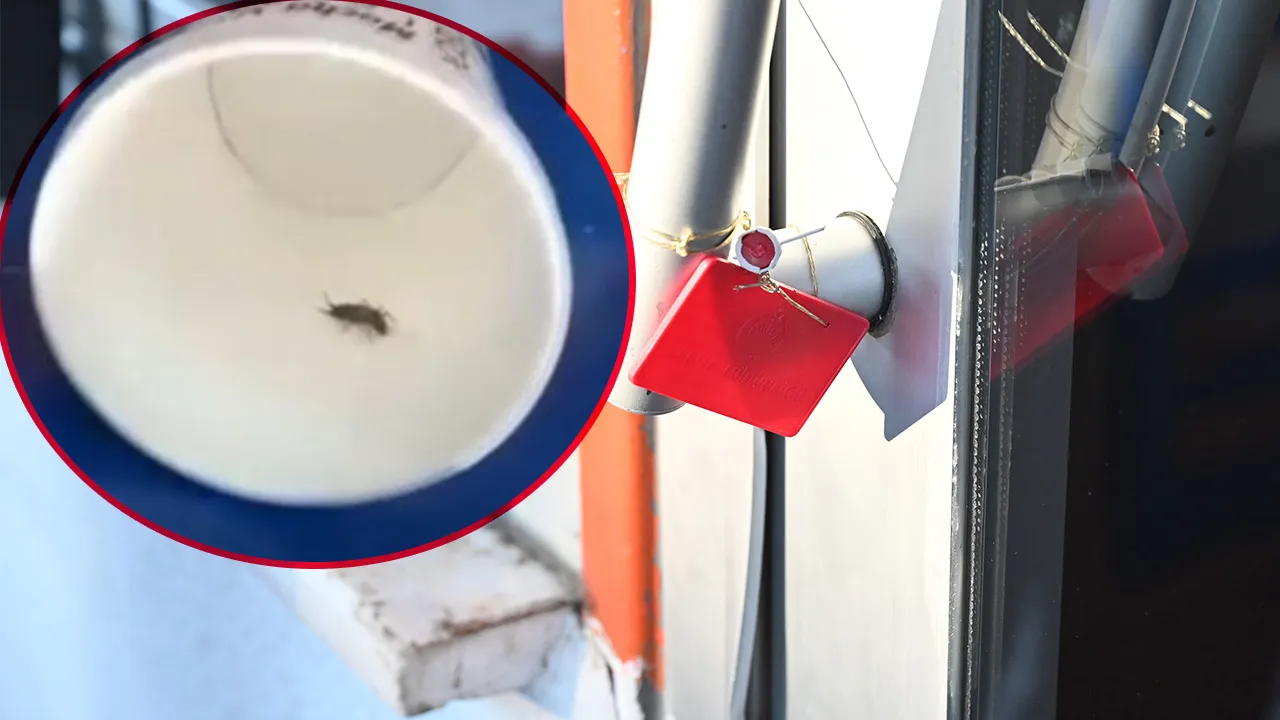 Haşereli dönerciye zabıta operasyonu! Ruhsatsız çıktı, mühür vuruldu