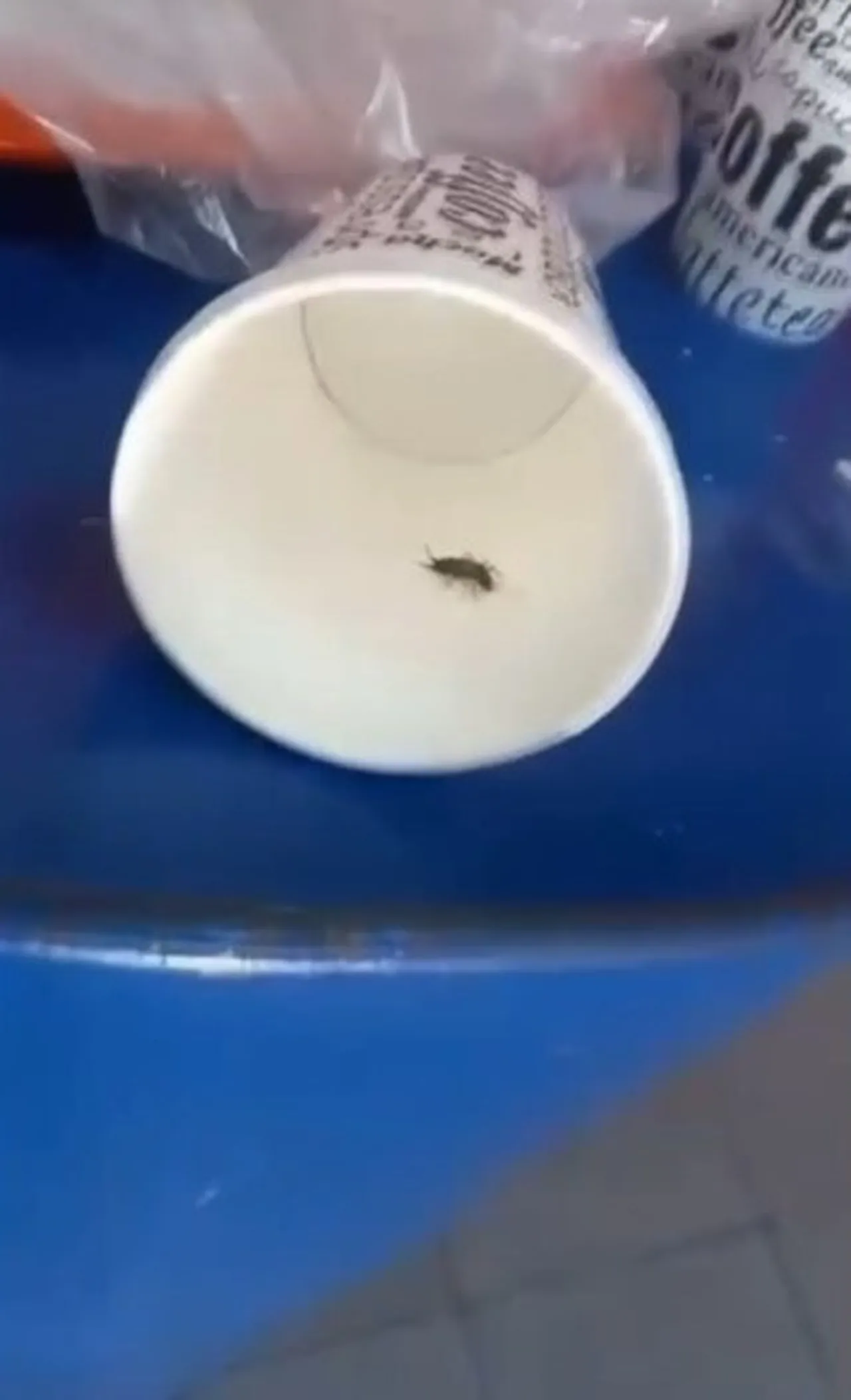 Haşereli dönerciye zabıta operasyonu! Ruhsatsız çıktı, mühür vuruldu