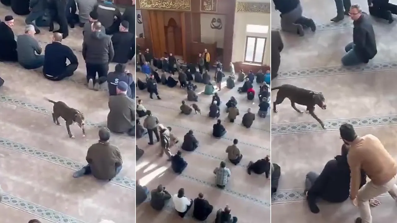 Pitbull camide resmen kurban aradı! Dehşette yeni gelişme