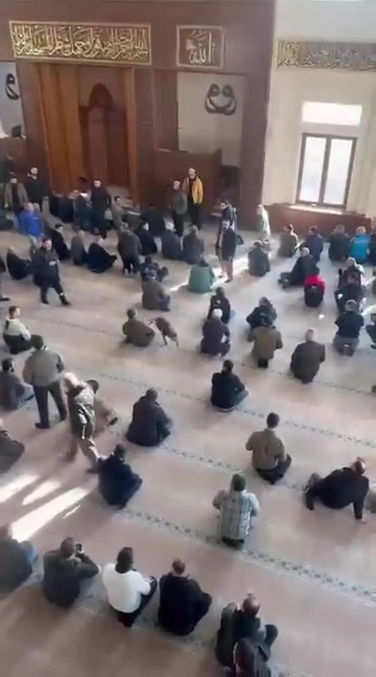 Pitbull camide resmen kurban aradı! Dehşette yeni gelişme