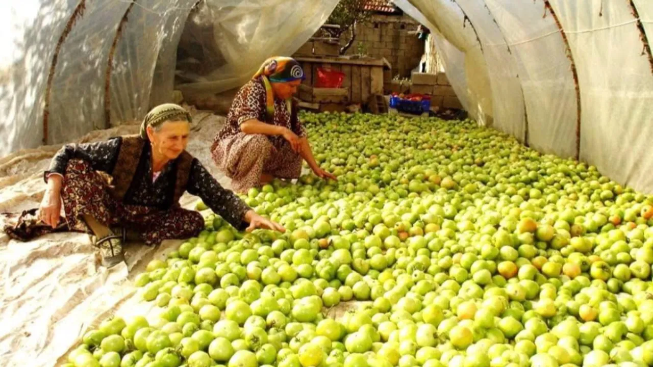 Sezonun son domatesleri! Olgunlaşmadan yeşil yeşil toplandı, işte nedeni