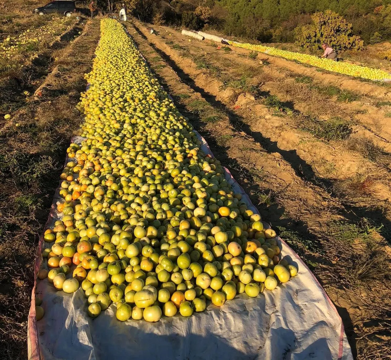 Sezonun son domatesleri! Olgunlaşmadan yeşil yeşil toplandı