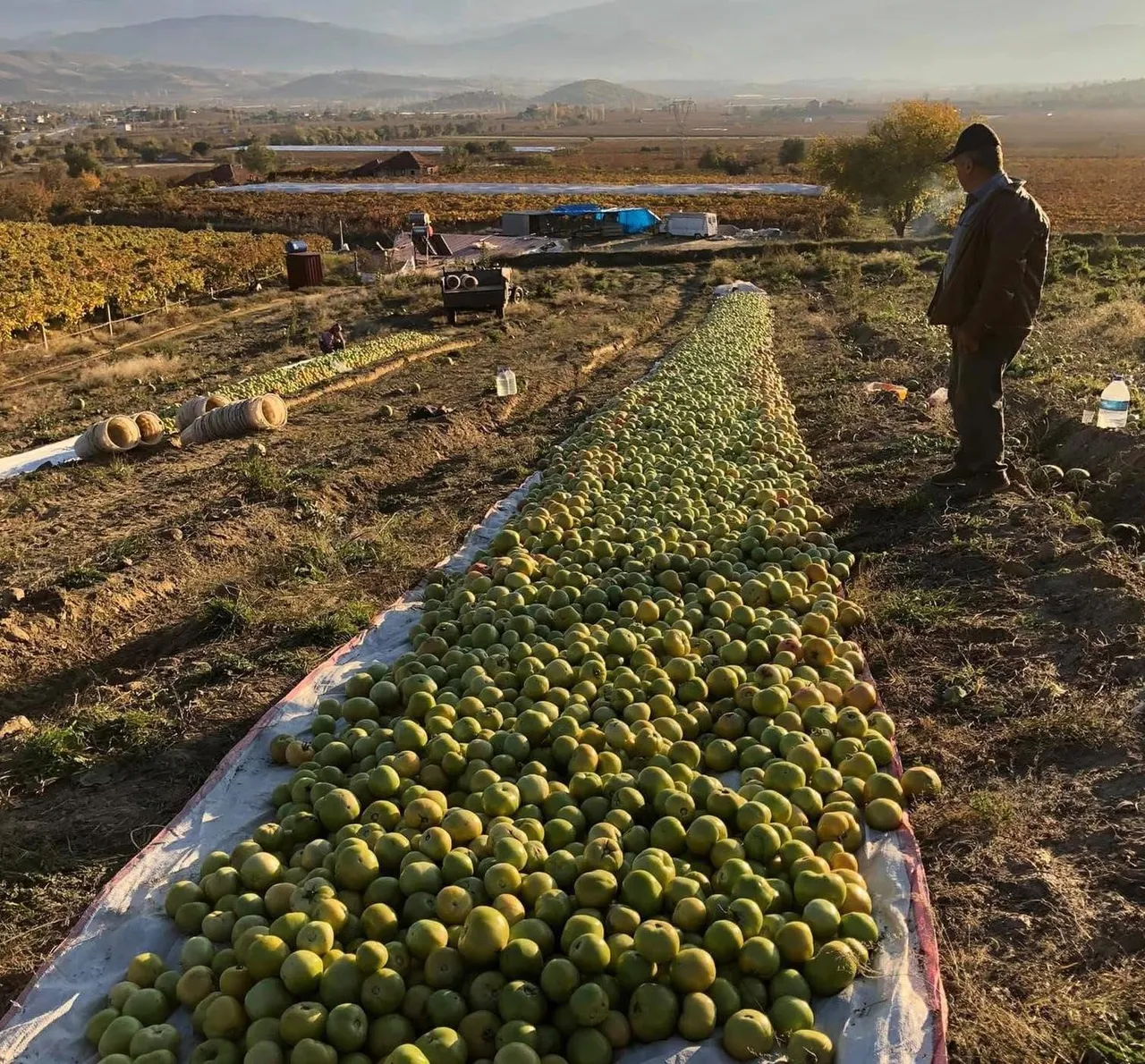Sezonun son domatesleri! Olgunlaşmadan yeşil yeşil toplandı
