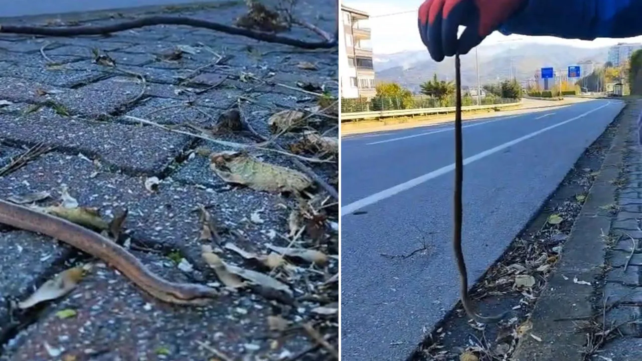 Trabzon'da şaşırtan görüntü: Kış uykusuna yatmayan yılan sokağa çıktı