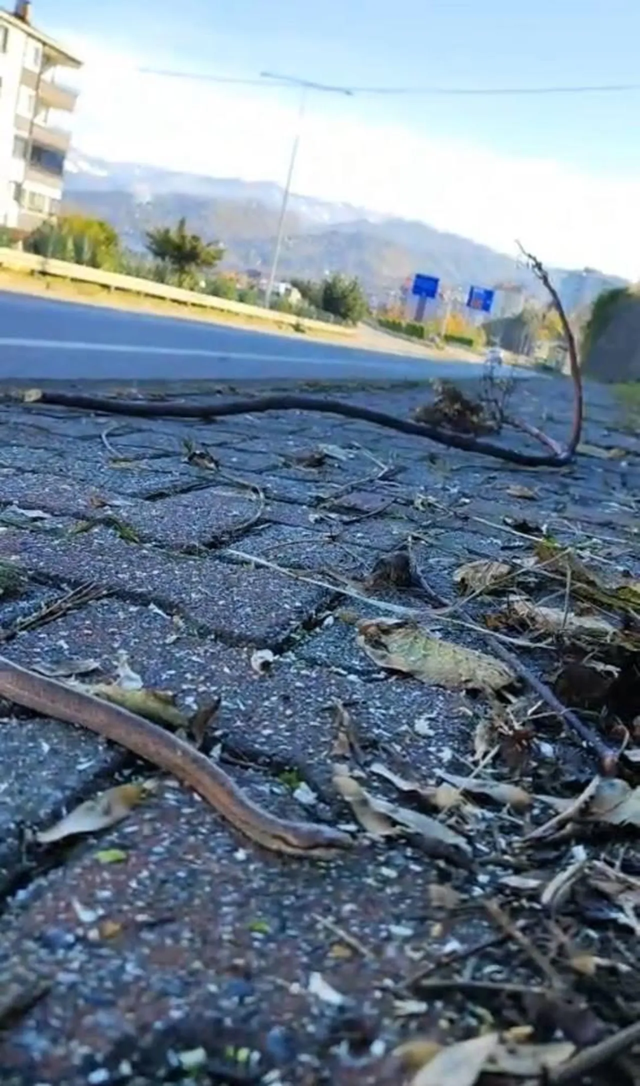 Trabzon'da şaşırtan görüntü: Kış uykusuna yatmayan yılan sokağa çıktı