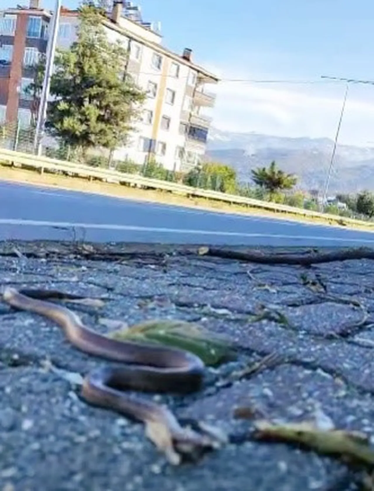 Trabzon'da şaşırtan görüntü: Kış uykusuna yatmayan yılan sokağa çıktı