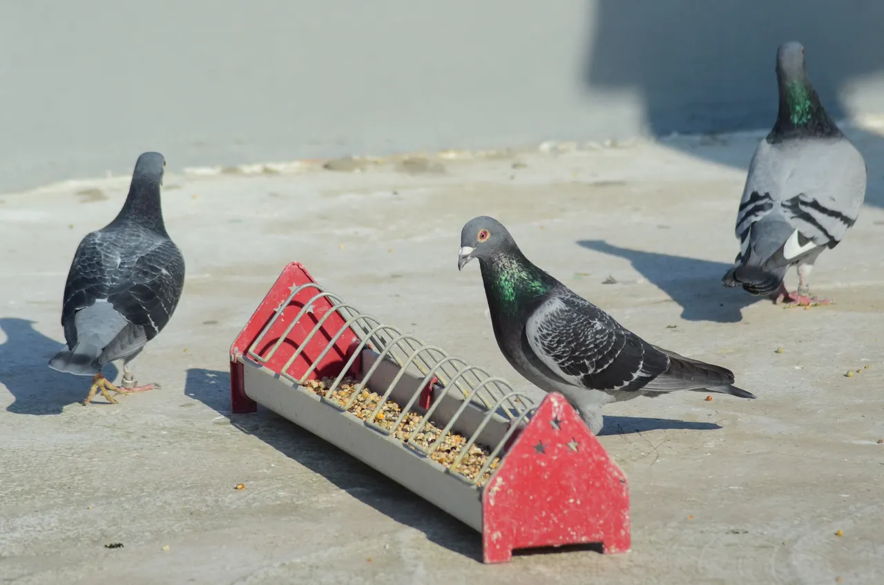 Çay ocağında kupa sergisi: “Kuşçu Çaycı”nın başarı hikayesi