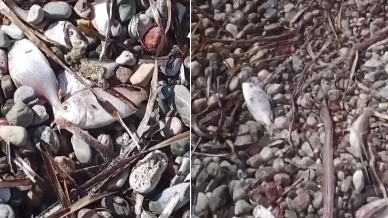 Datça'da ölü balıklar kıyıya vurdu