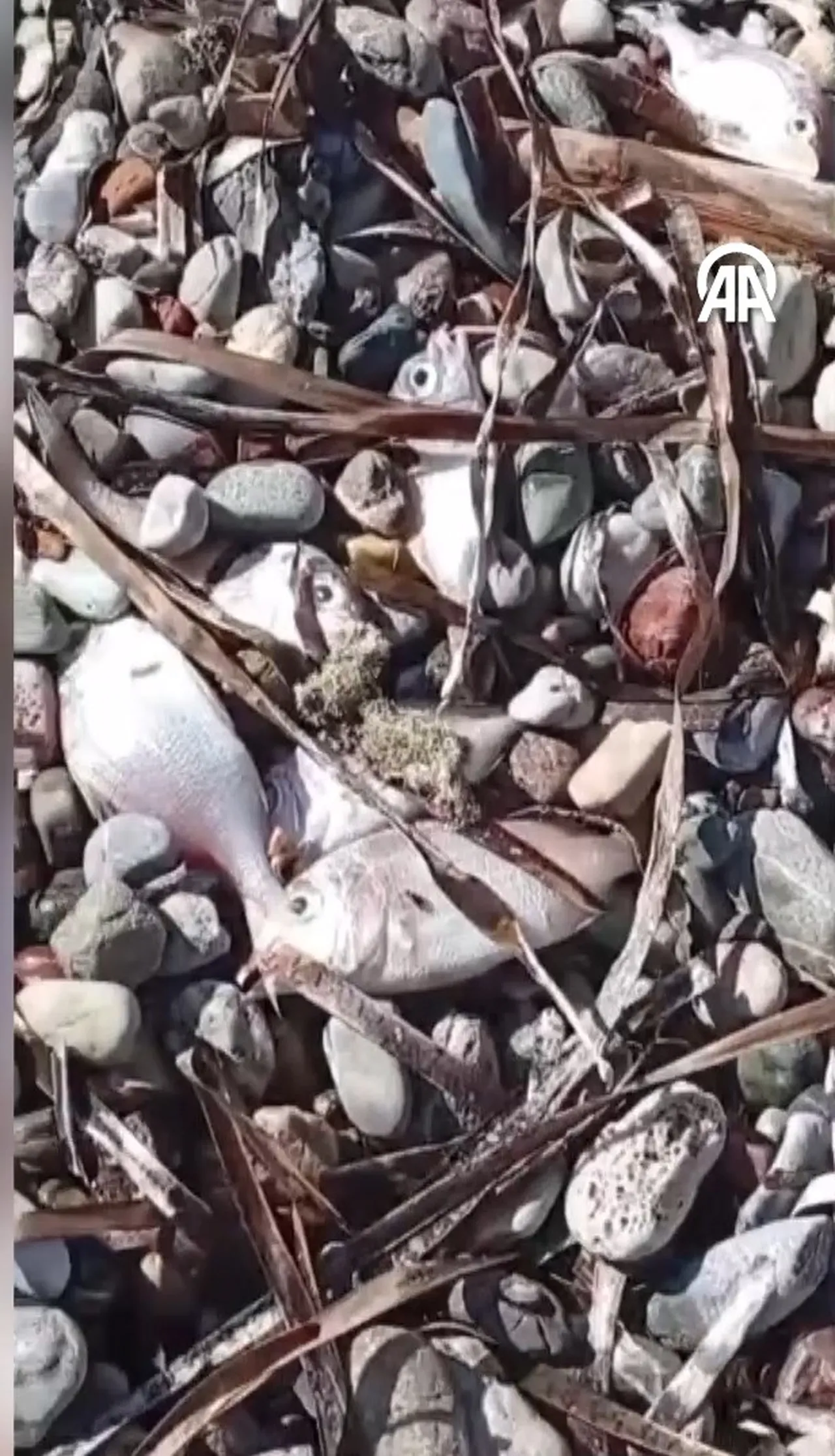 Datça'da ölü balıklar kıyıya vurdu