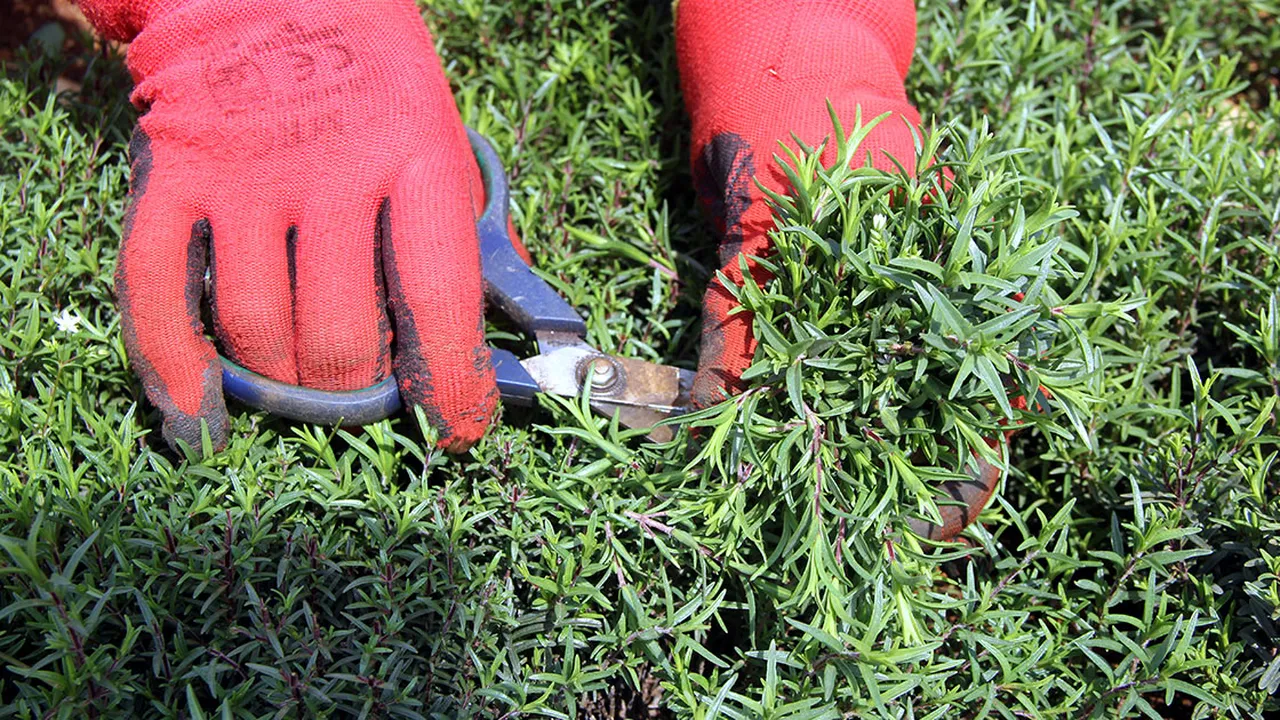 Doğal antibiyotiğin bardağı 20, kilosu 500 lira! Faydaları say say bitmez