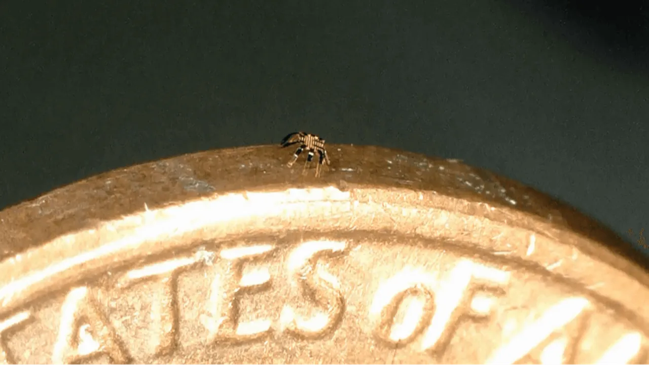 Gözünüzle görmeniz çok zor! Tek başına hareket eden dünyanın en küçük robotu tanıtıldı