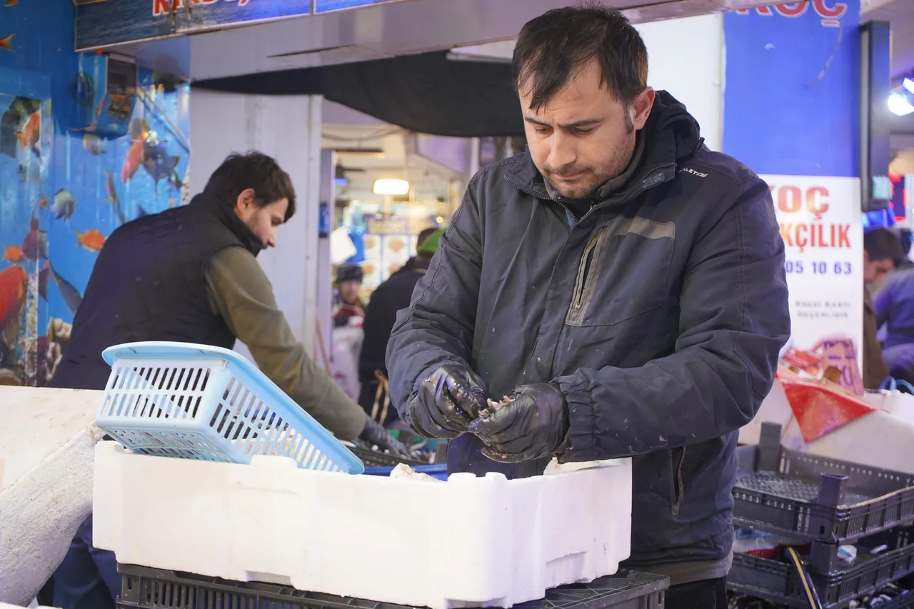 Hamsi Gürcistan’a geçti! Balık tezgâhlarında istavrit bereketi