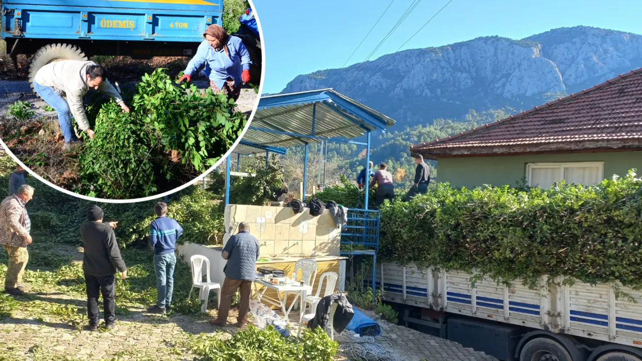 İlaç, gıda, kimya, boya ve kozmetik sektöründe kullanılıyor! Hasat bitti, kilosu 25 lira