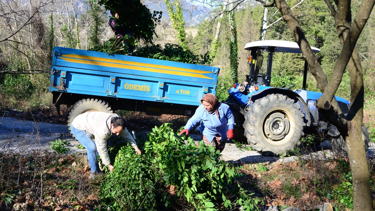İlaç, gıda, kimya, boya ve kozmetik sektöründe kullanılıyor! Hasat bitti, kilosu 25 lira