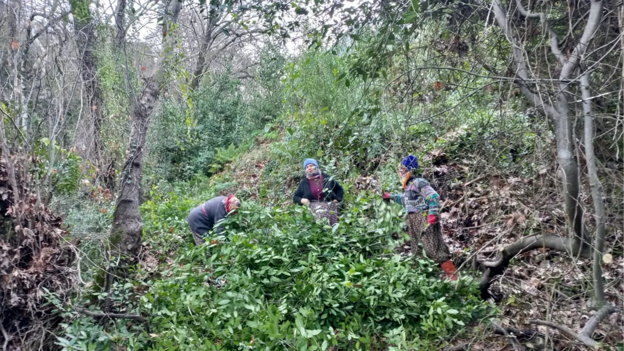 İlaç, gıda, kimya, boya ve kozmetik sektöründe kullanılıyor! Hasat bitti, kilosu 25 lira