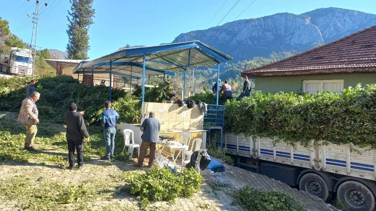 İlaç, gıda, kimya, boya ve kozmetik sektöründe kullanılıyor! Hasat bitti, kilosu 25 lira