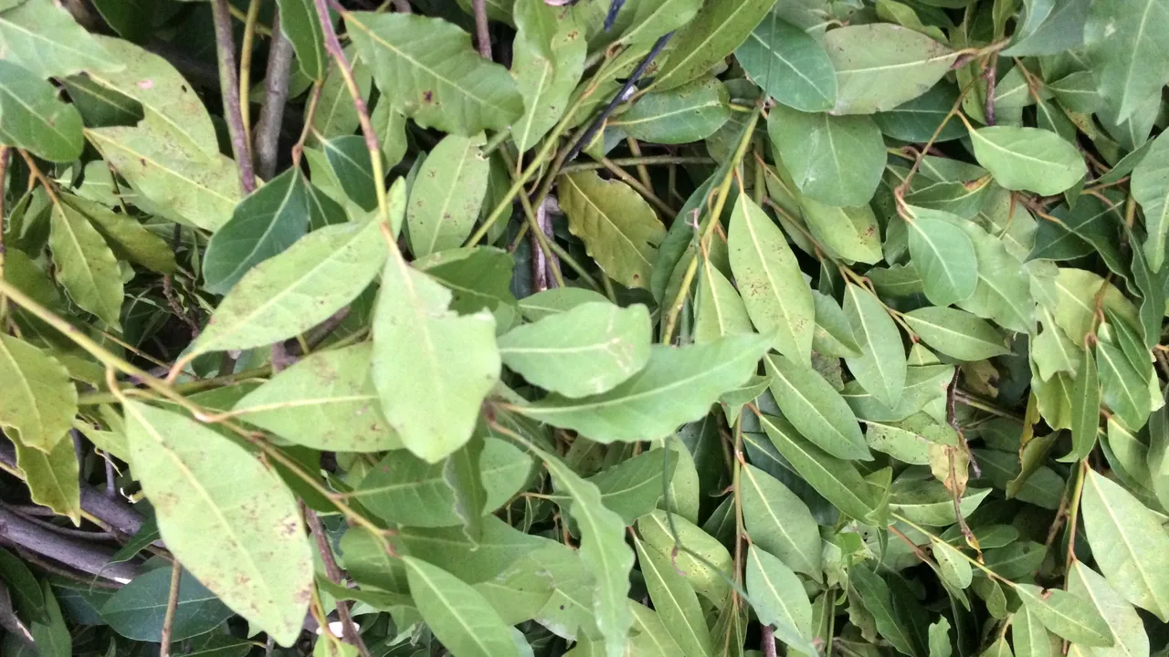 İlaç, gıda, kimya, boya ve kozmetik sektöründe kullanılıyor! Hasat bitti, kilosu 25 lira