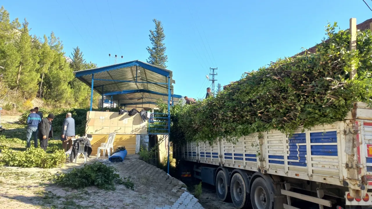 İlaç, gıda, kimya, boya ve kozmetik sektöründe kullanılıyor! Hasat bitti, kilosu 25 lira