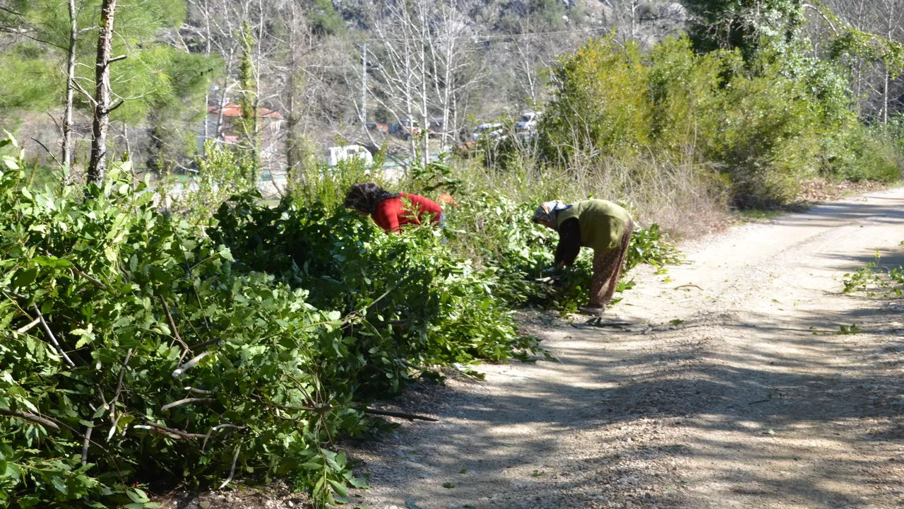 İlaç, gıda, kimya, boya ve kozmetik sektöründe kullanılıyor! Hasat bitti, kilosu 25 lira