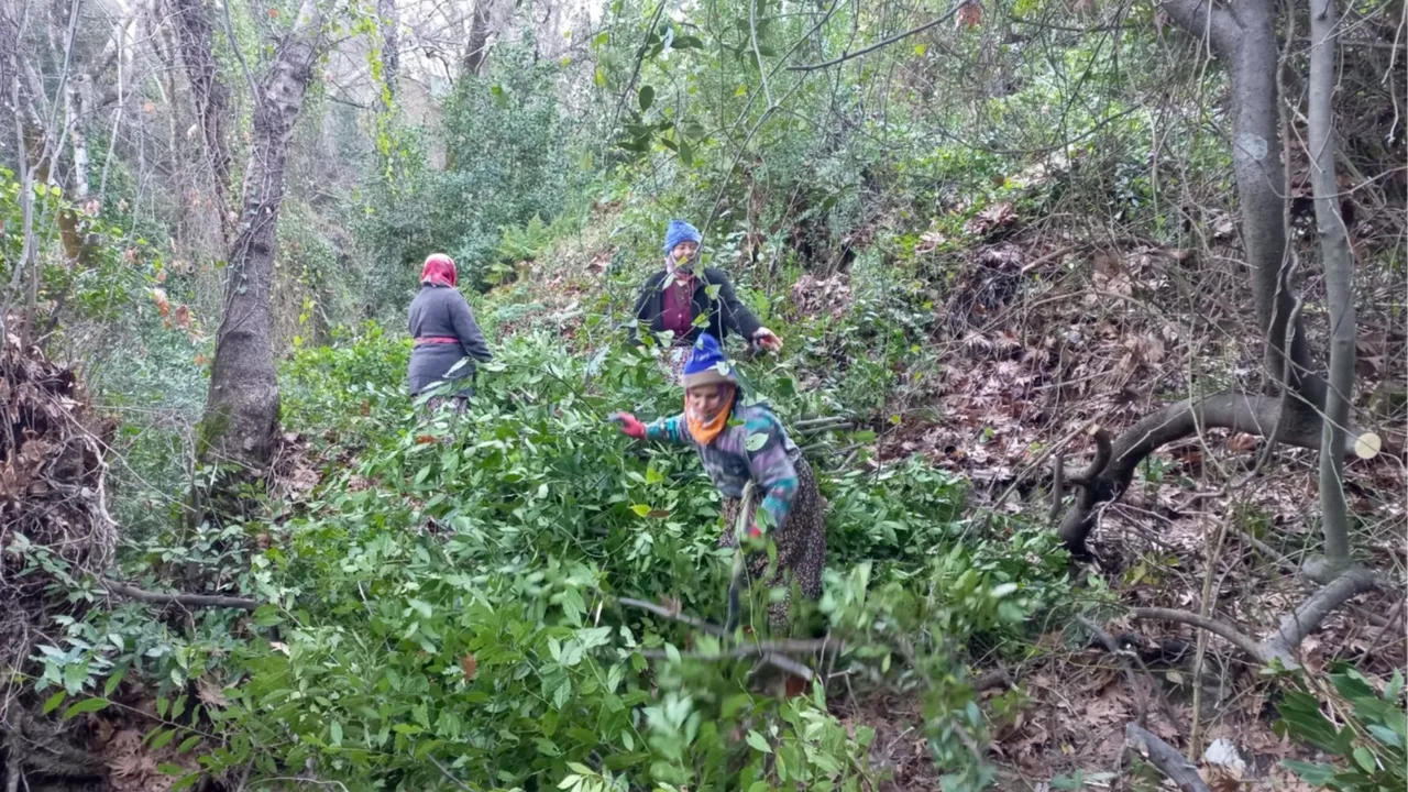 İlaç, gıda, kimya, boya ve kozmetik sektöründe kullanılıyor! Hasat bitti, kilosu 25 lira