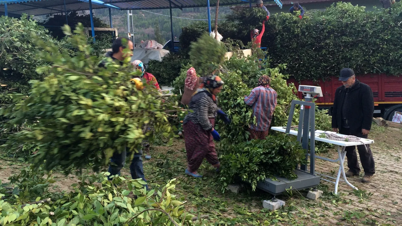 İlaç, gıda, kimya, boya ve kozmetik sektöründe kullanılıyor! Hasat bitti, kilosu 25 lira