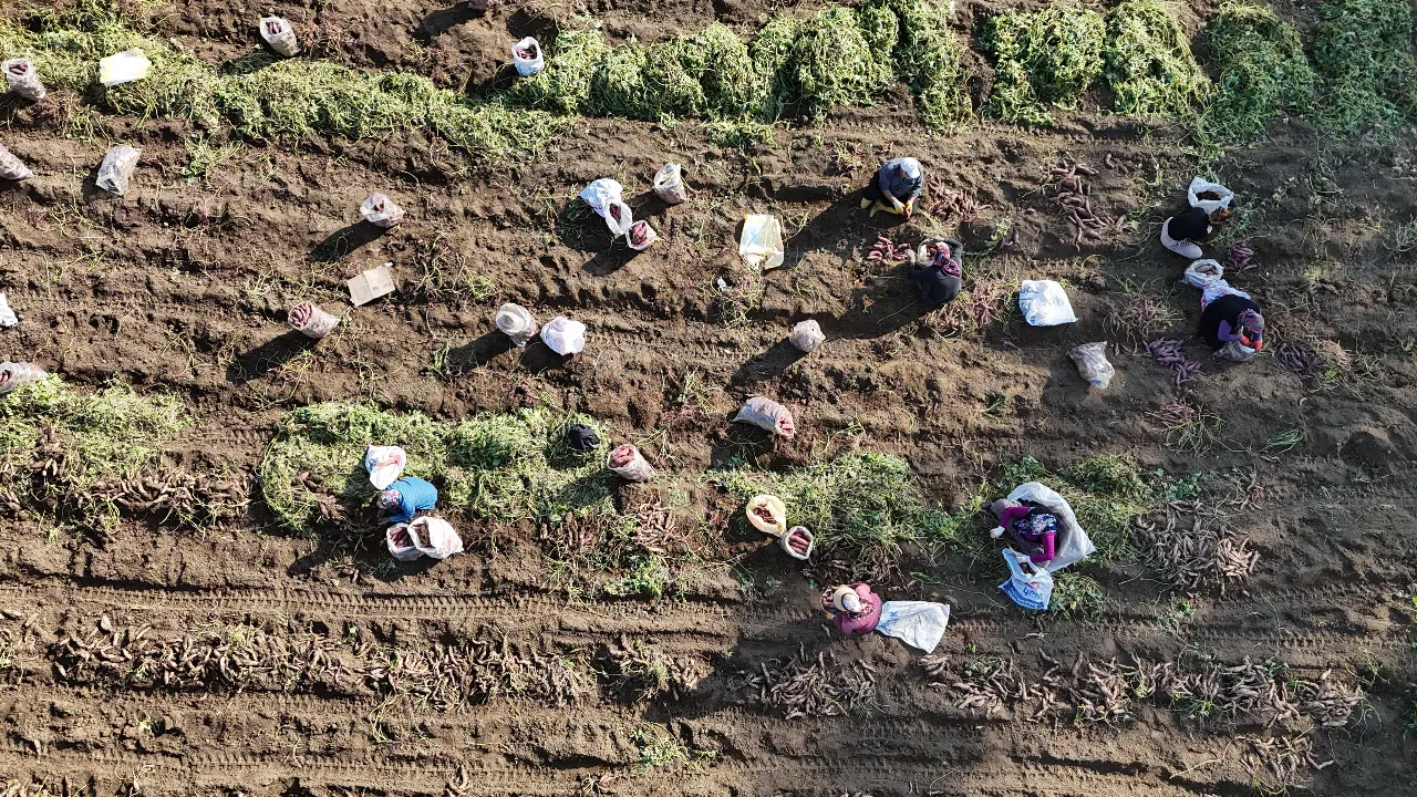 Kuraklık vurdu, hasat tatsız bitti! Tarlada kilosu 30 lira, manavda 70 TL