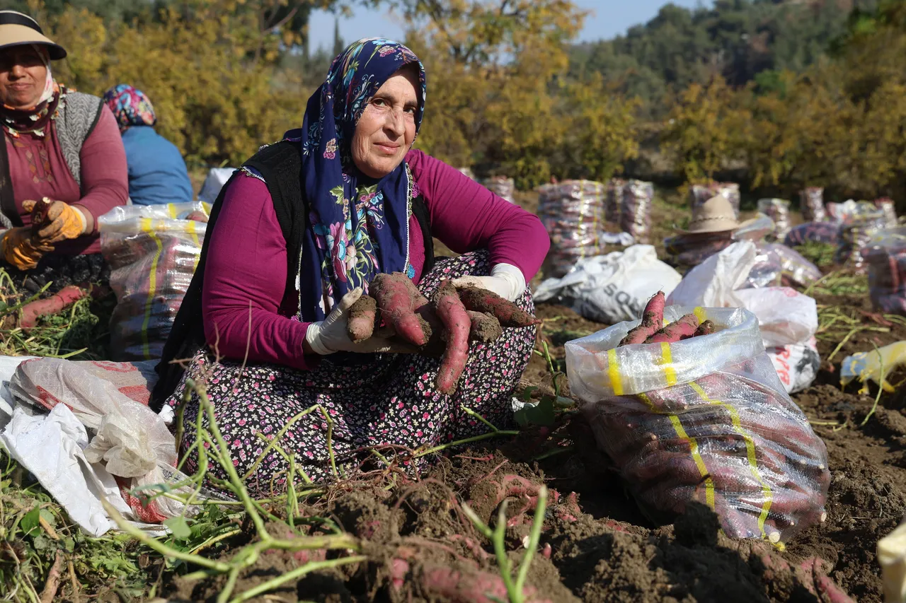 Kuraklık vurdu, hasat tatsız bitti! Tarlada kilosu 30 lira, manavda 70 TL