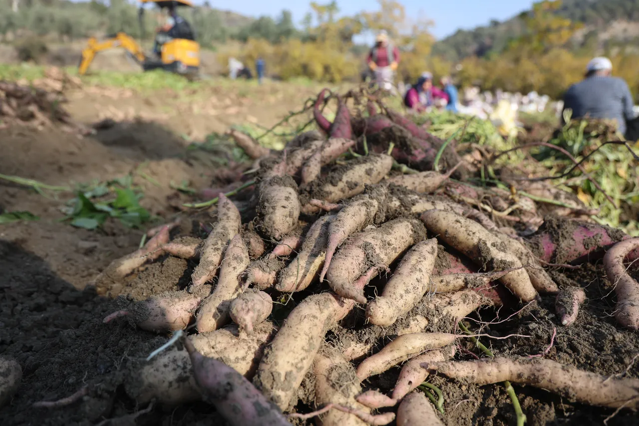 Kuraklık vurdu, hasat tatsız bitti! Tarlada kilosu 30 lira, manavda 70 TL